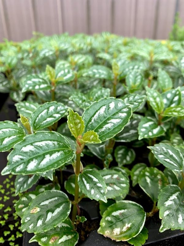Aluminum (Pilea cadierei)