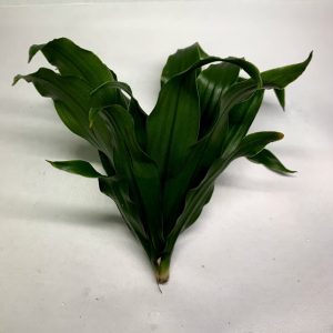 Janet Craig "Pineapple Plant" (Dracaena compacta)