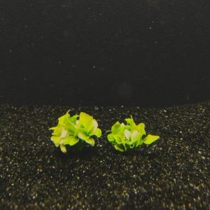 Anubias Nana Golden clump