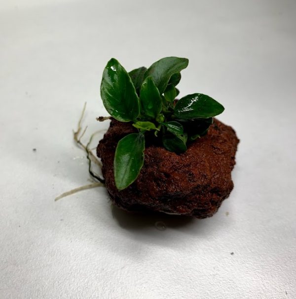 Anubias Nana Petite on Small Lava Rock (1-3")