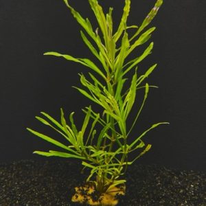 Pogostemon Stellatus Narrowleaf