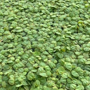 Red Root Floater (Phyllanthus fluitans)