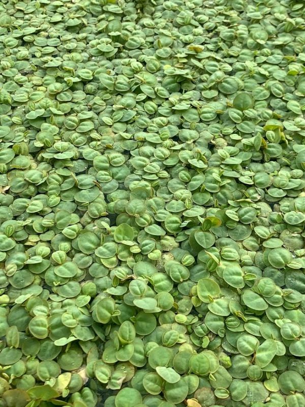 Red Root Floater (Phyllanthus fluitans)