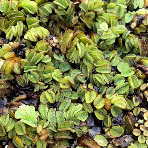 Salvinia (Salvinia rotundifolia minima)