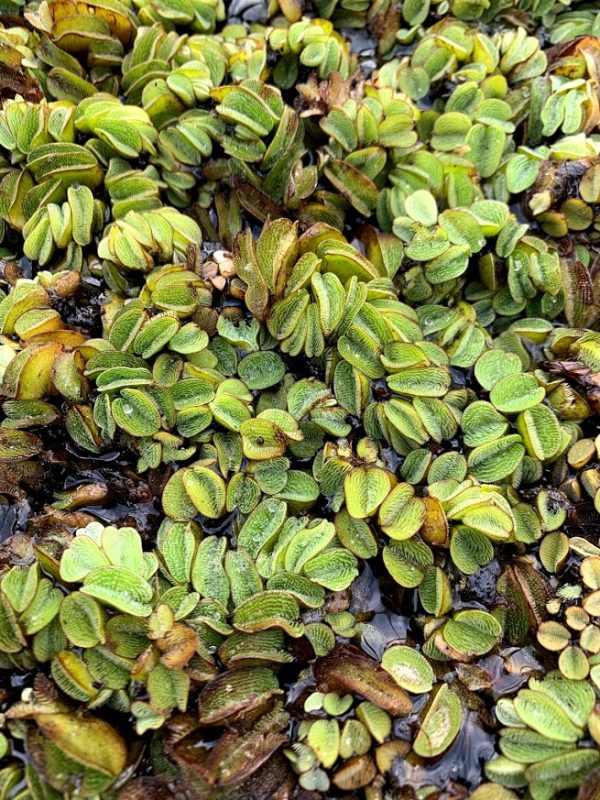 Salvinia (Salvinia rotundifolia minima)