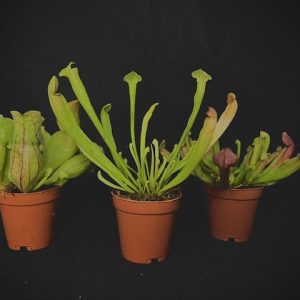 Pitcher Plant Sarracenia 2" Pot
