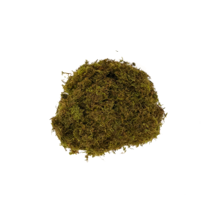 Christmas Moss (Vesicularia montagnei)