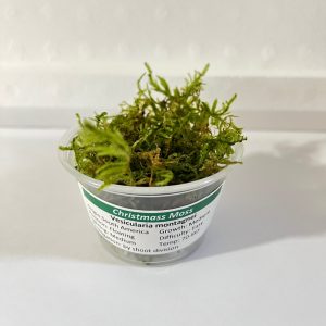 Christmas Moss (Vesicularia montagnei)