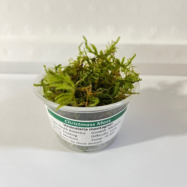 Christmas Moss (Vesicularia montagnei)