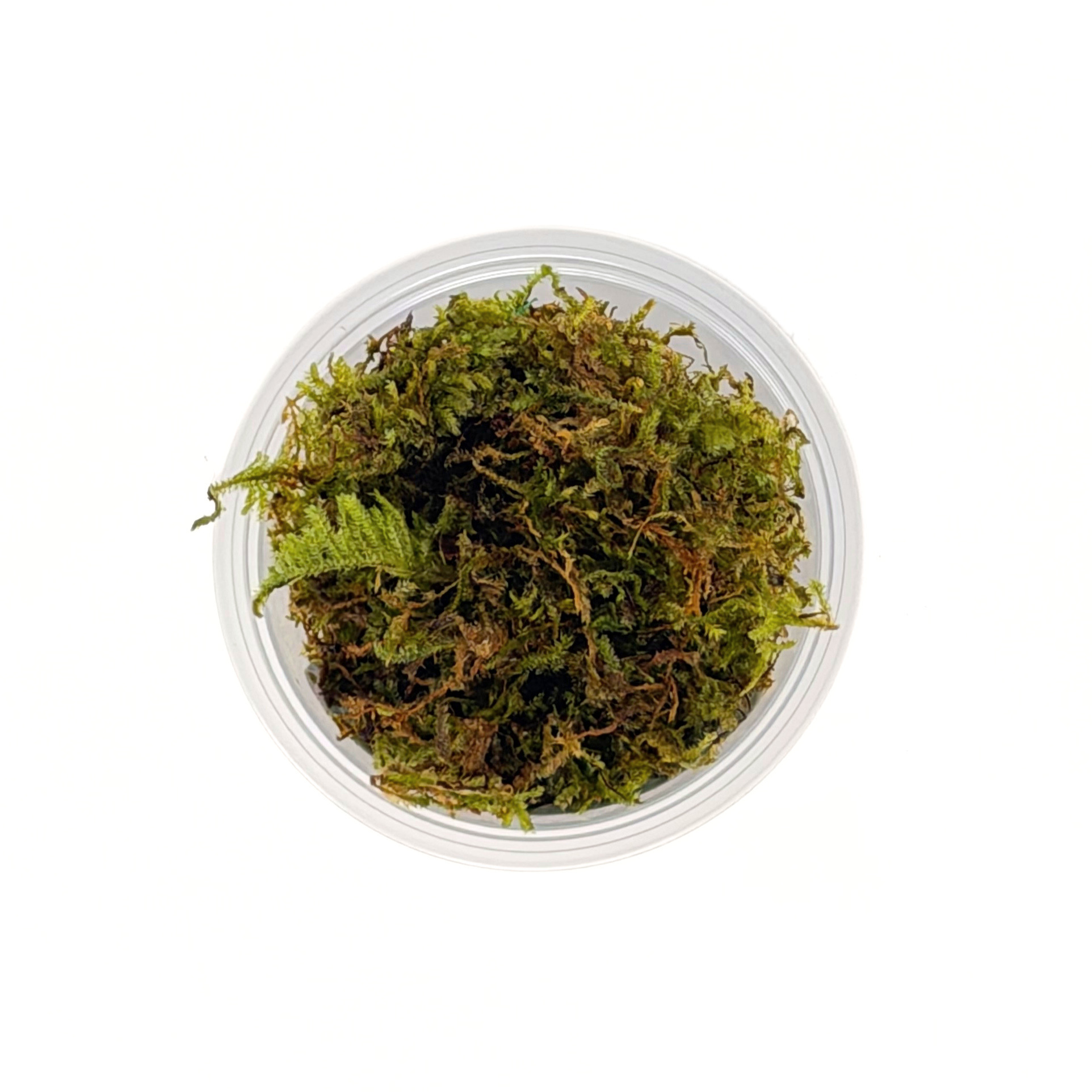 Christmas Moss (Vesicularia montagnei) - Image 3