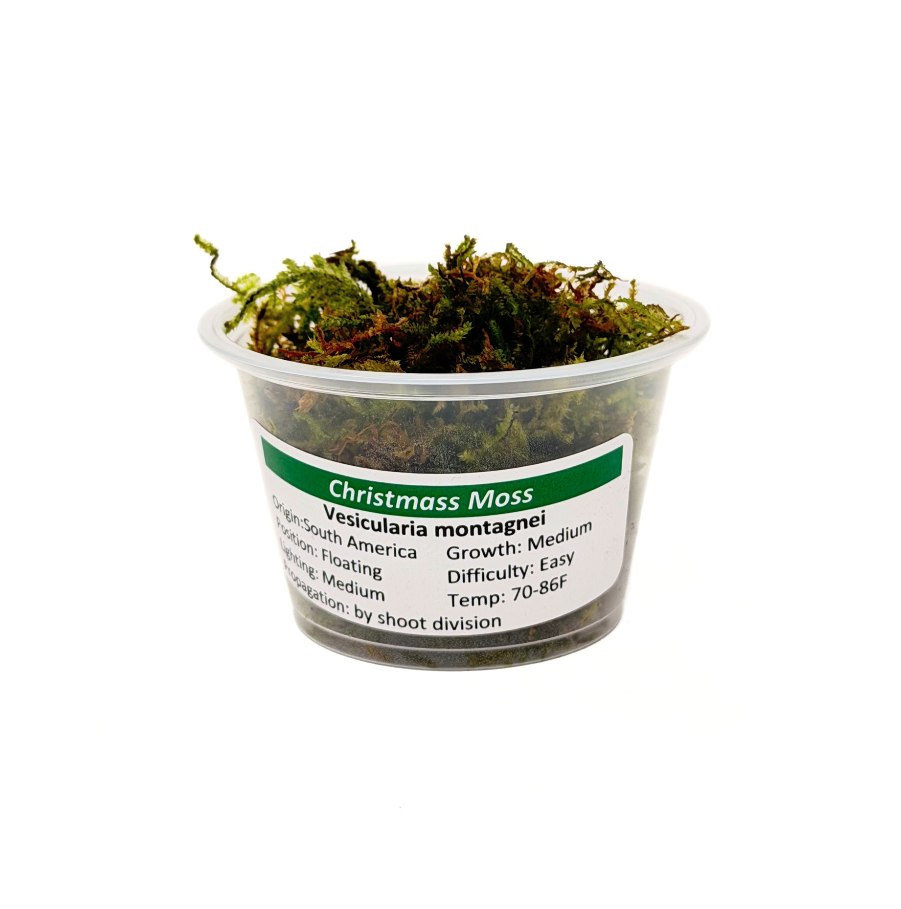 Christmas Moss (Vesicularia montagnei) - Image 2