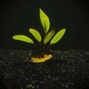 Potted Altlandsberg Sword (Echinodorus sp.)