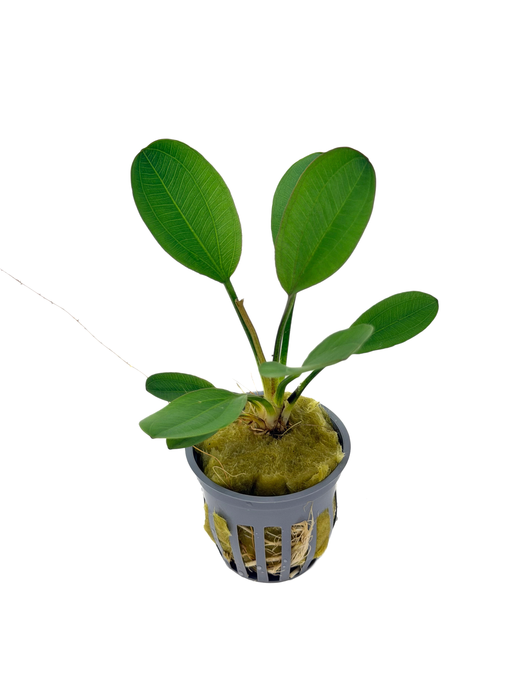 Potted Harbich Sword (Echinodorus sp.) - Image 2