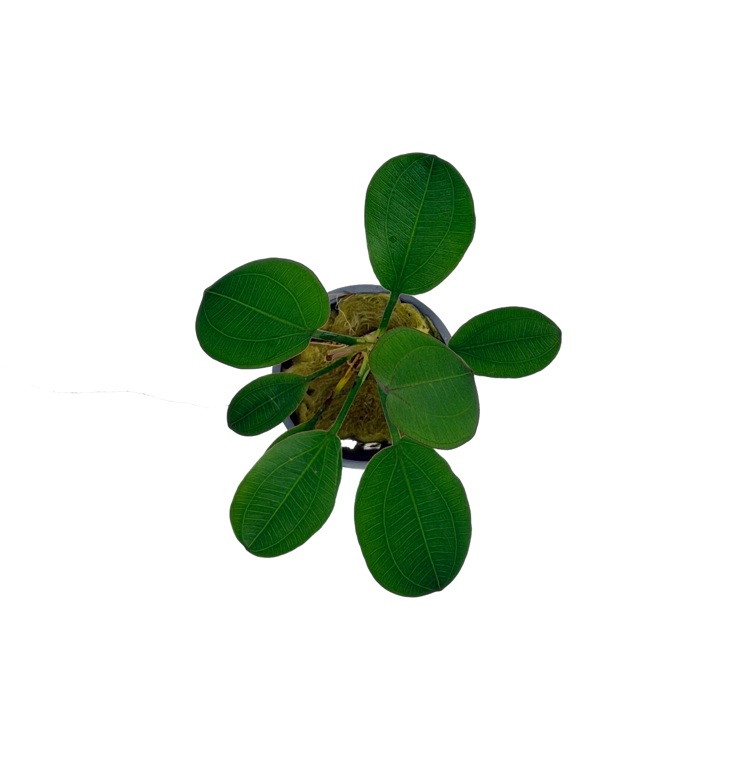 Potted Harbich Sword (Echinodorus sp.) - Image 3