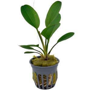 Potted Harbich Sword (Echinodorus sp.)