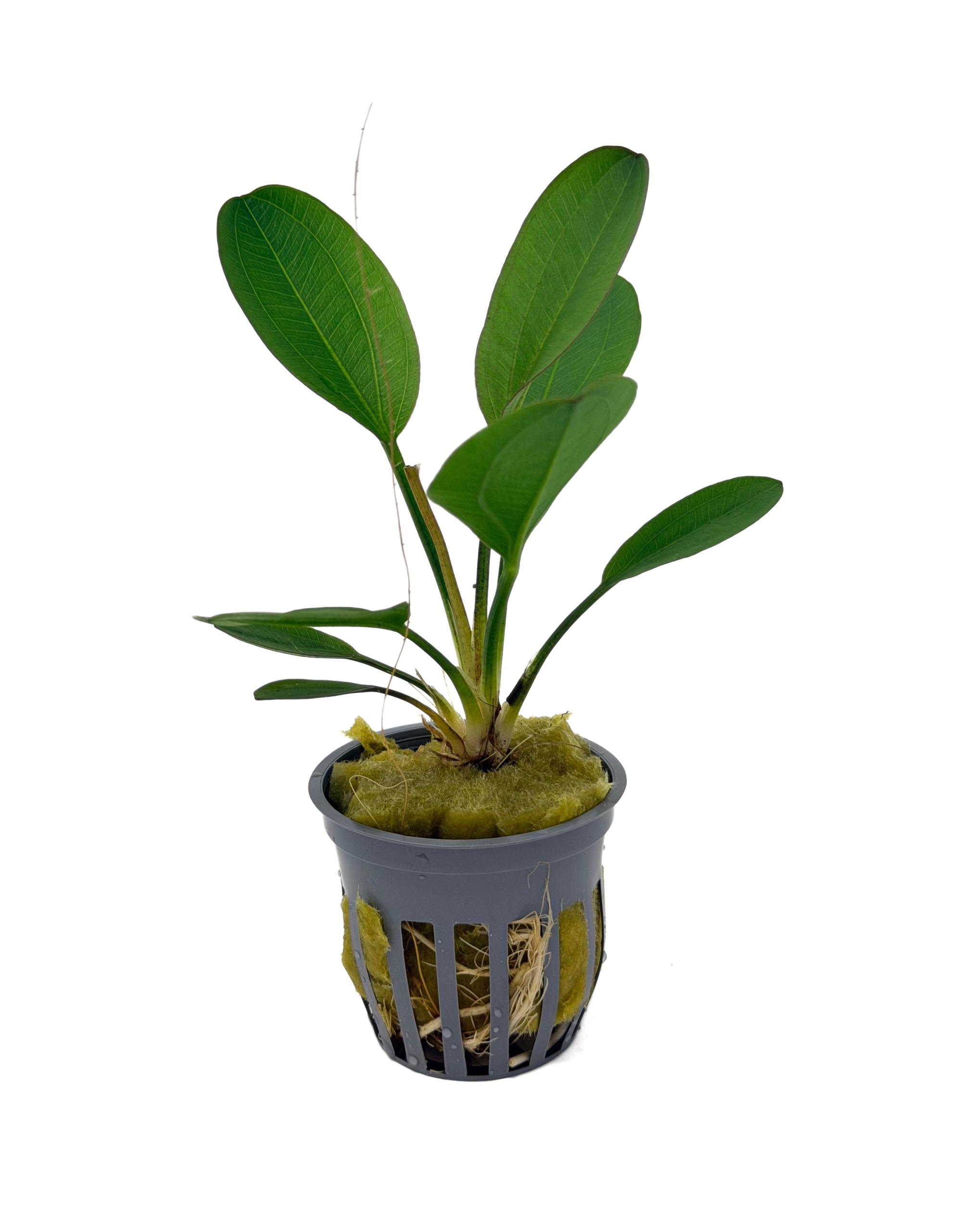 Potted Harbich Sword (Echinodorus sp.)