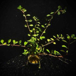 Potted Ludwigia Needle Leaf (Ludwigia Arcuata)