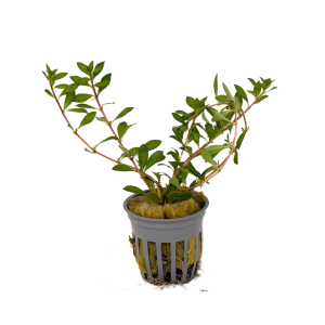 Potted Ludwigia Needle Leaf (Ludwigia Arcuata)