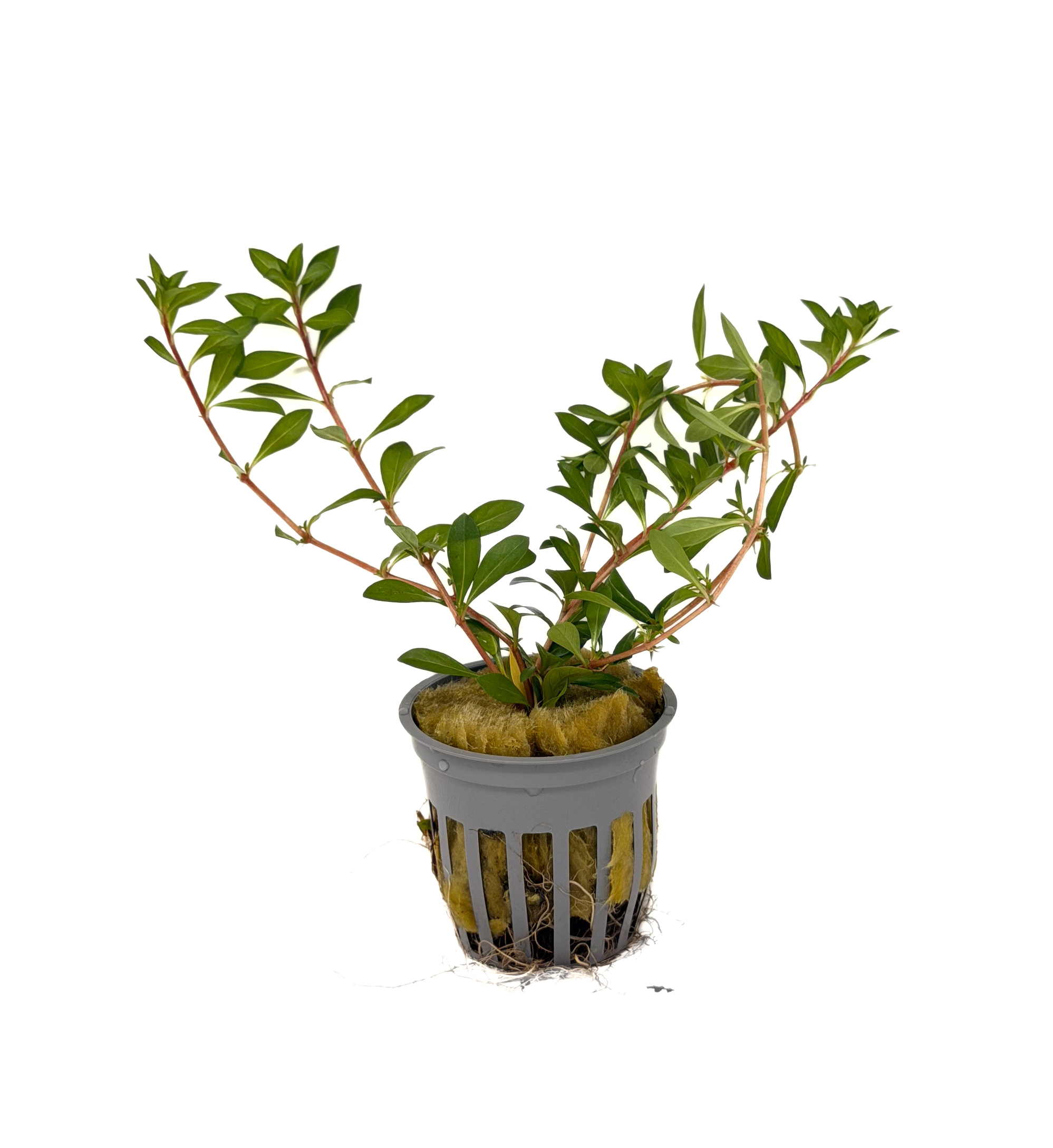 Potted Ludwigia Needle Leaf (Ludwigia Arcuata)