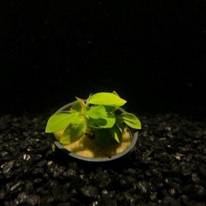 Potted Anubias Nana Golden