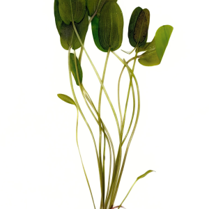 Aponogeton Natans