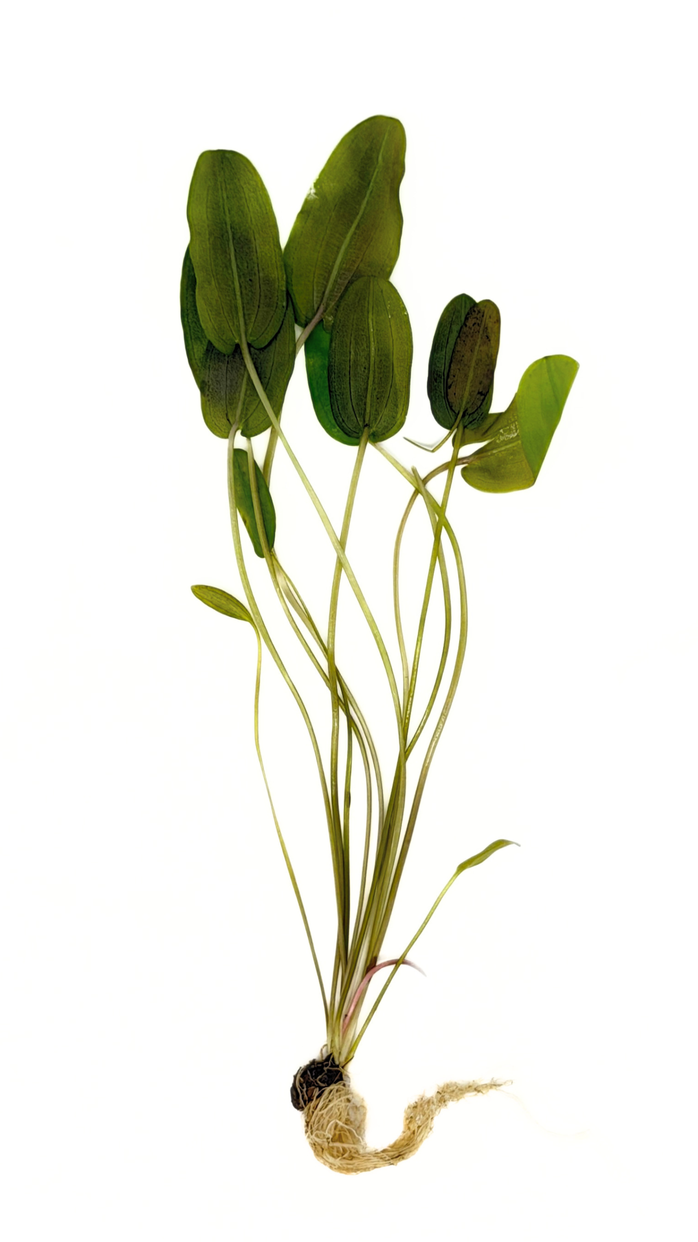 Aponogeton Natans