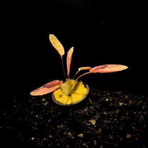 Potted Cryptocoryne Flamingo
