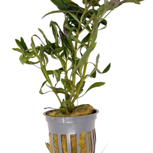 Potted Pogostemon Narrowleaf