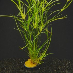 Potted Juncus Repens