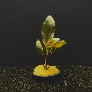 Potted Cryptocoryne Wendtii Brown