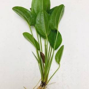 Harbich Sword (Echinodorus sp.)