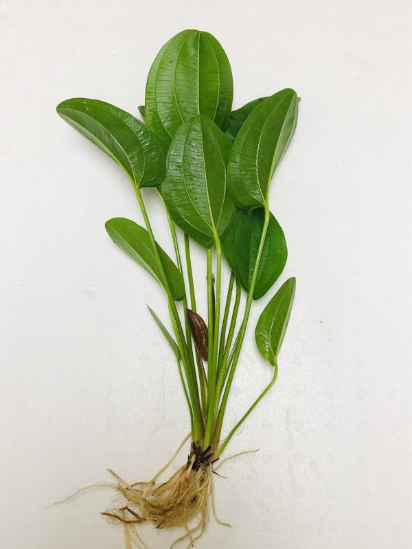 Harbich Sword (Echinodorus sp.)