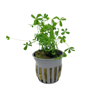 Potted Dwarf Four Leaf Clover