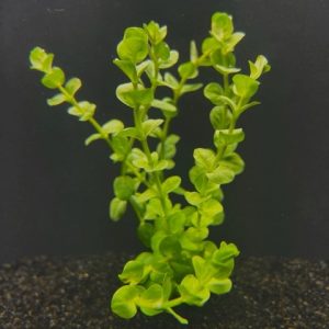 Rotala Green- Rotundifolia