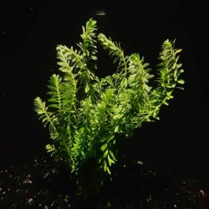 Rotala Nanjenshan
