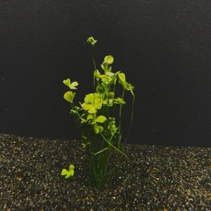 Potted Dwarf Four Leaf Clover