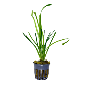 Potted Sagittaria- Subulata (Narrowleaf)