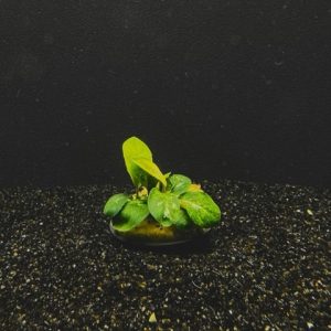 Potted Anubias Coffeefolia