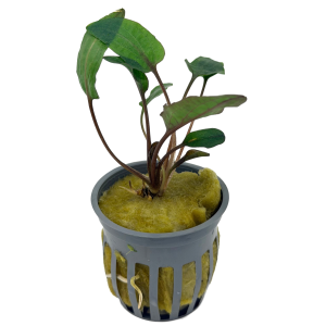 Potted Cryptocoryne Tropica