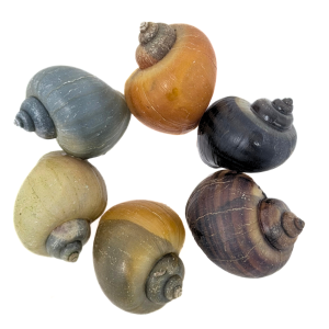Mystery Snails Assorted (Pomacea bridgesii)