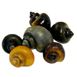 Mystery Snails Assorted (Pomacea bridgesii)