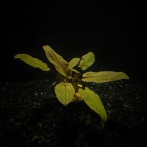 Cryptocoryne Wendtii Tropica