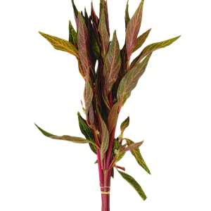 Scarlet Temple Variegated