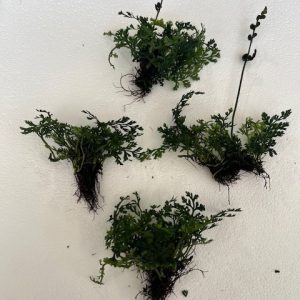 Bolbitis Mini-Bolbitis heteroclita difformis