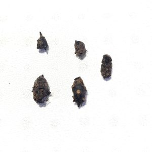 Barclaya longifolia bulb