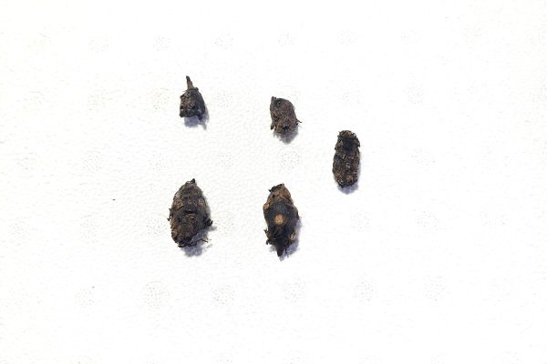 Barclaya longifolia bulb