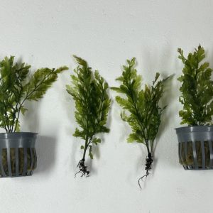 Bolbitis heudelotii