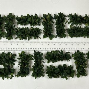 Bucephalandra Mat