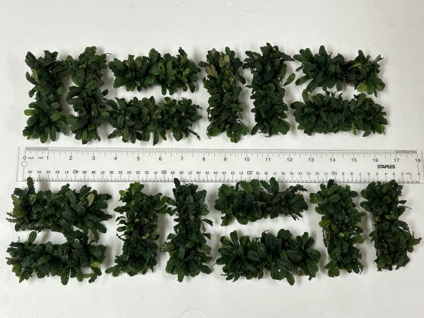 Bucephalandra Mat