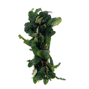 Bucephalandra Mat